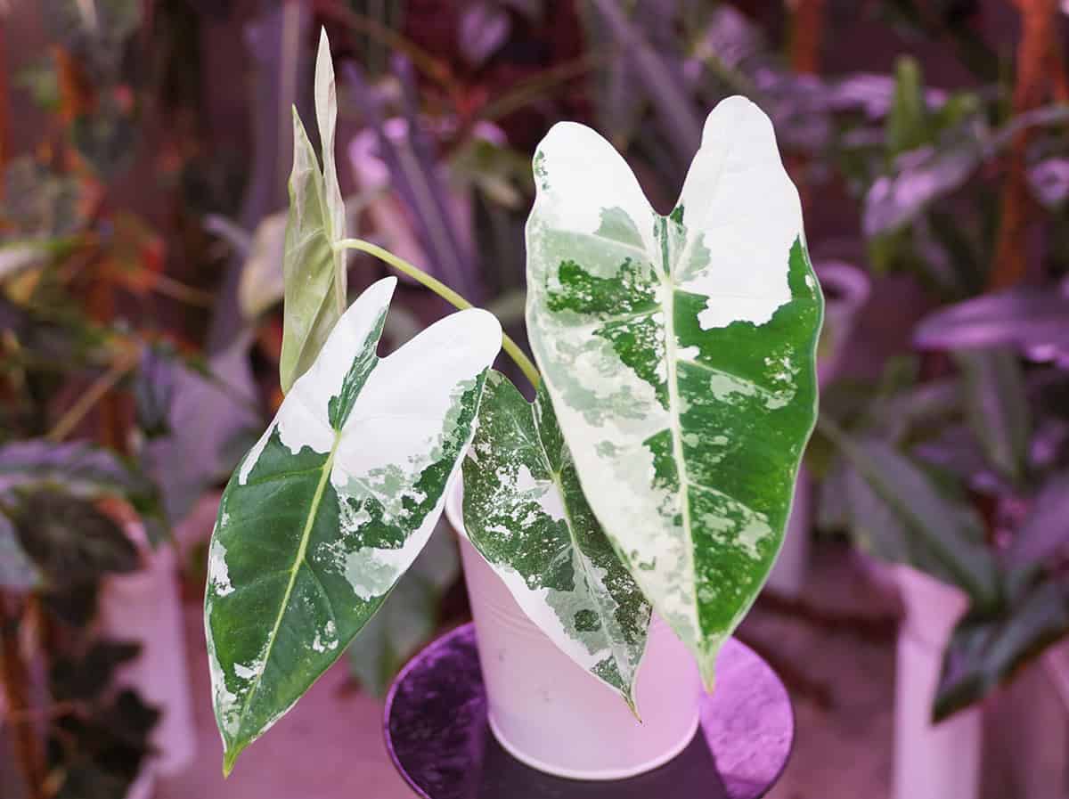 Alocasia Frydek Plant Overview