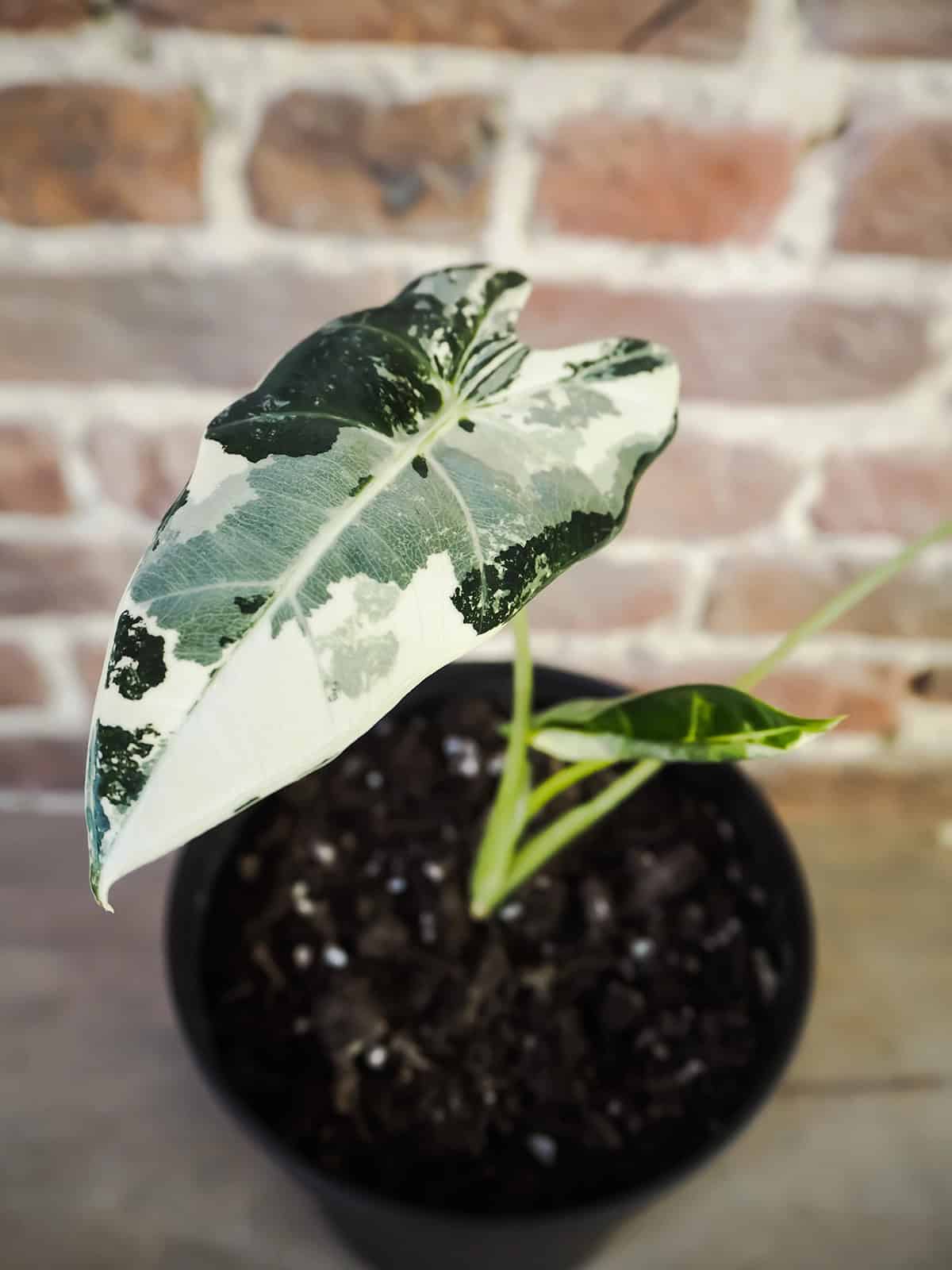 Alocasia Frydek Potting and Repotting