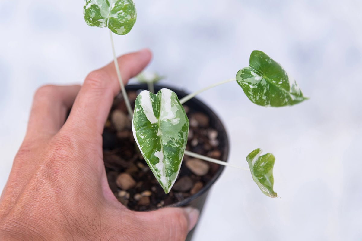 Alocasia Frydek Propagation