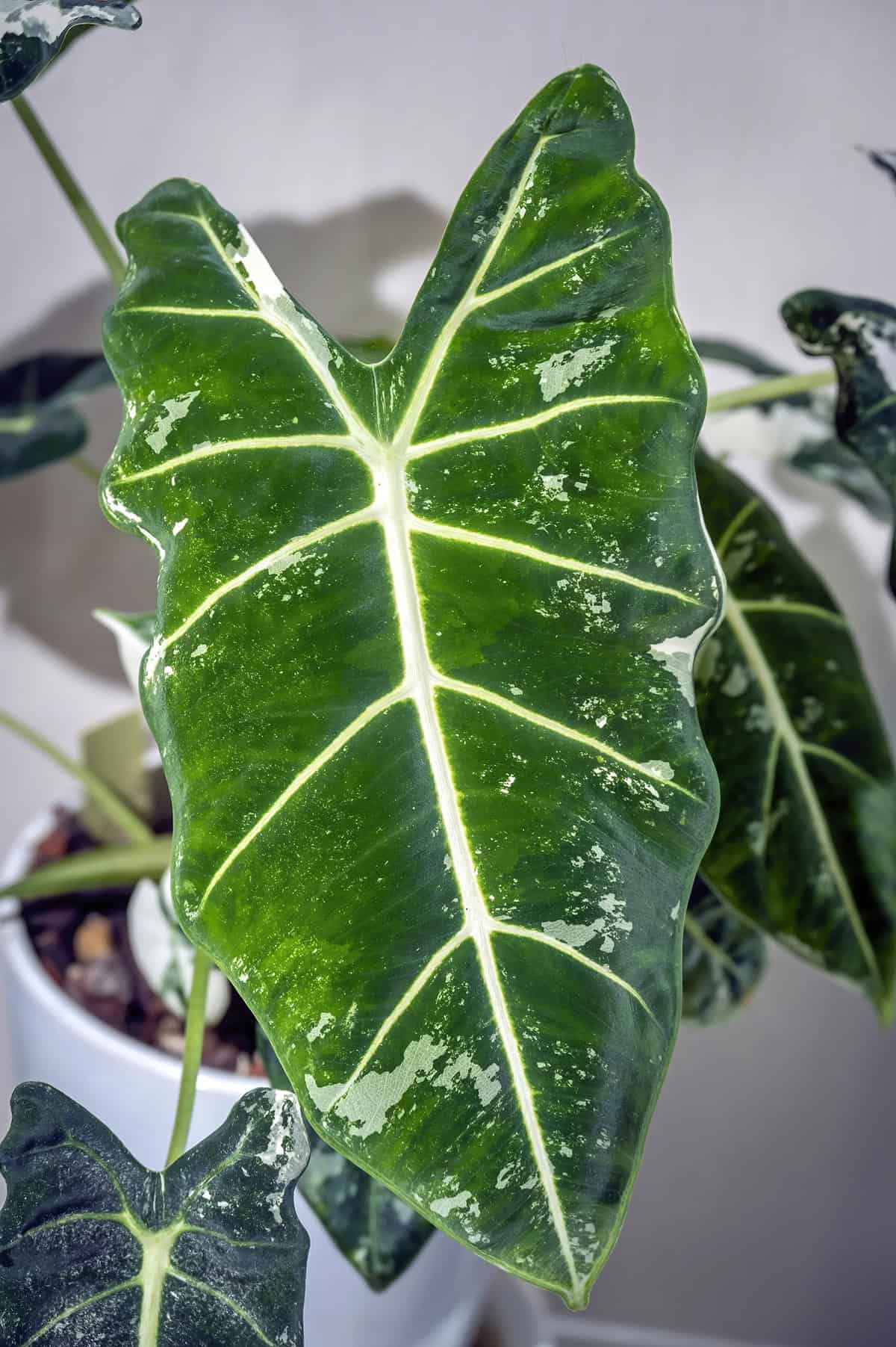 Alocasia Frydek Quick Care Summary