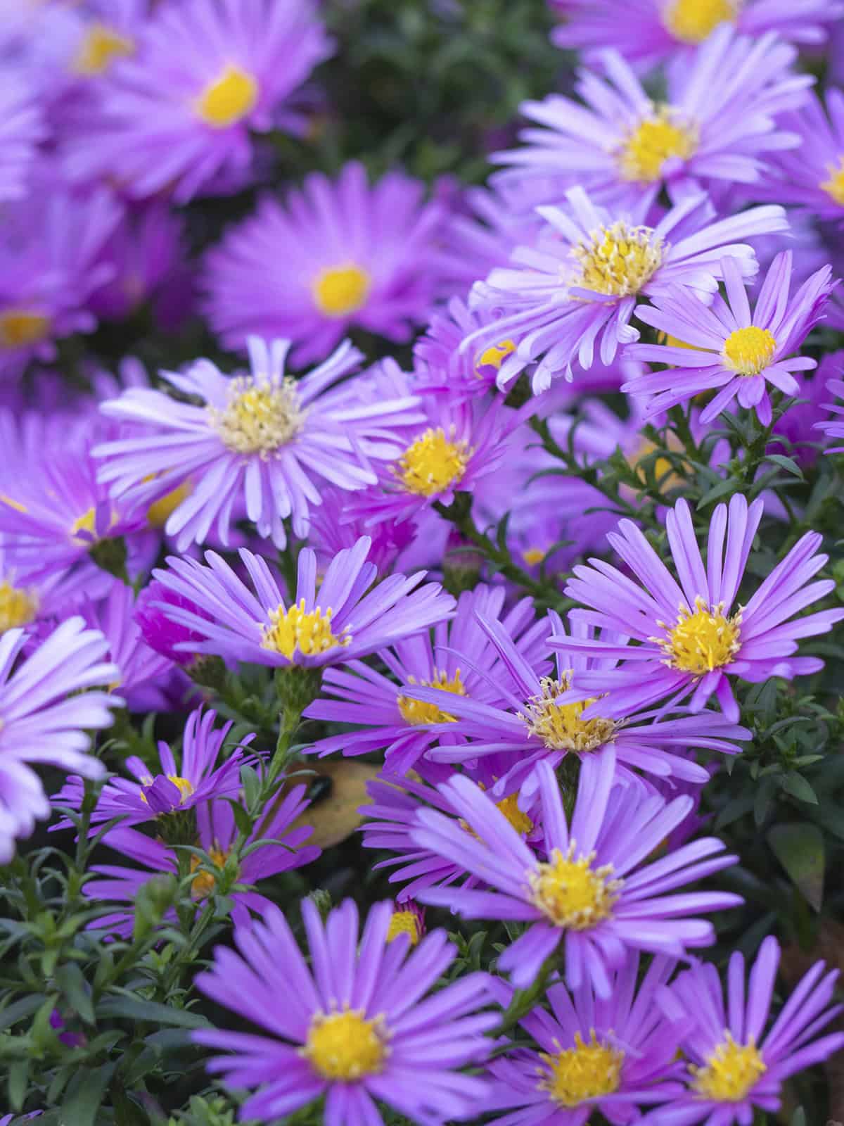 Alpine Aster (Aster alpinus)