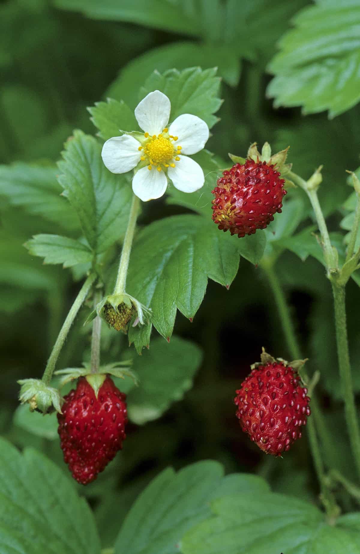 Alpine Strawberries (Fragaria vesca)