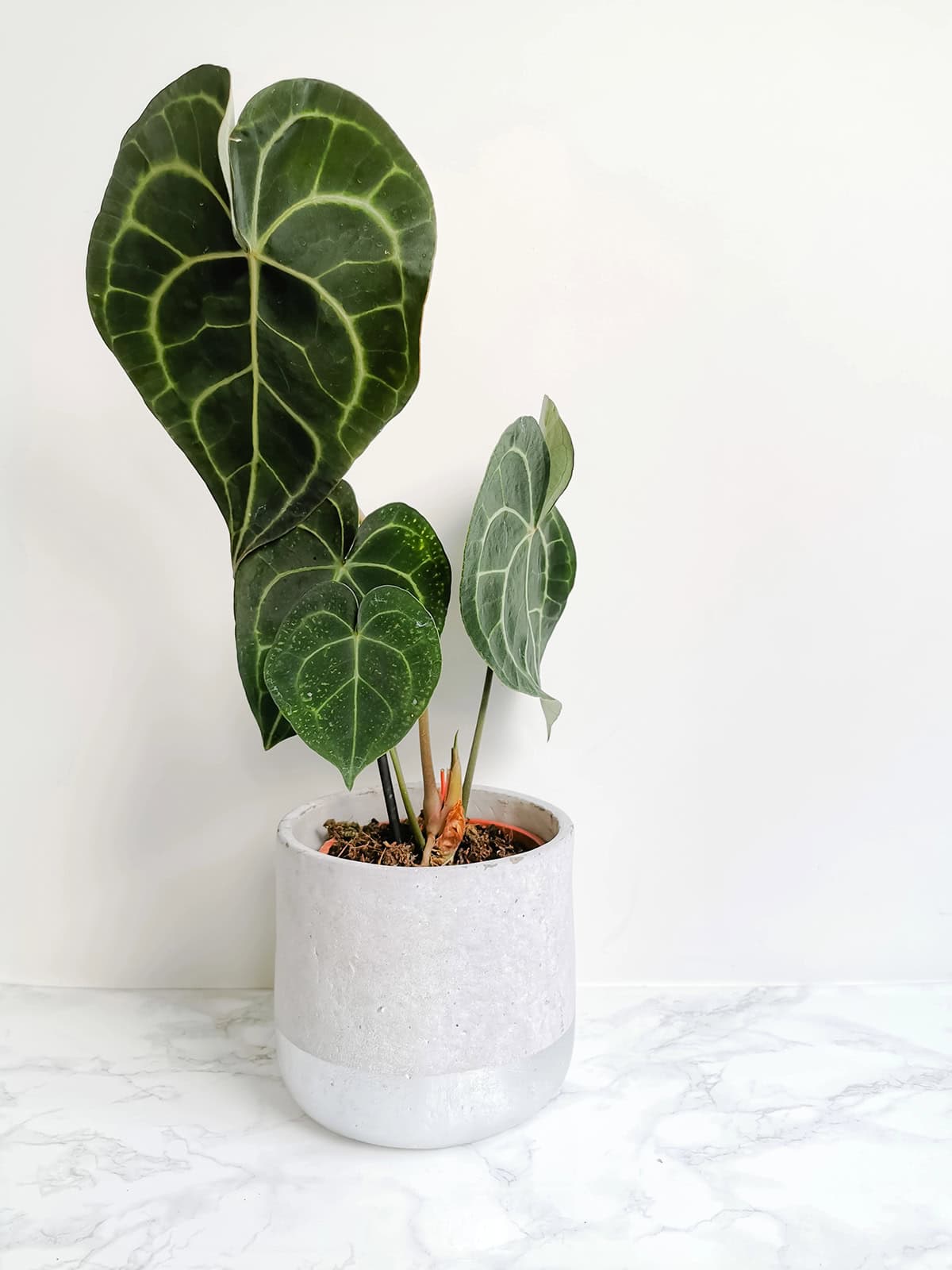 Anthurium Clarinervium Plant Overview