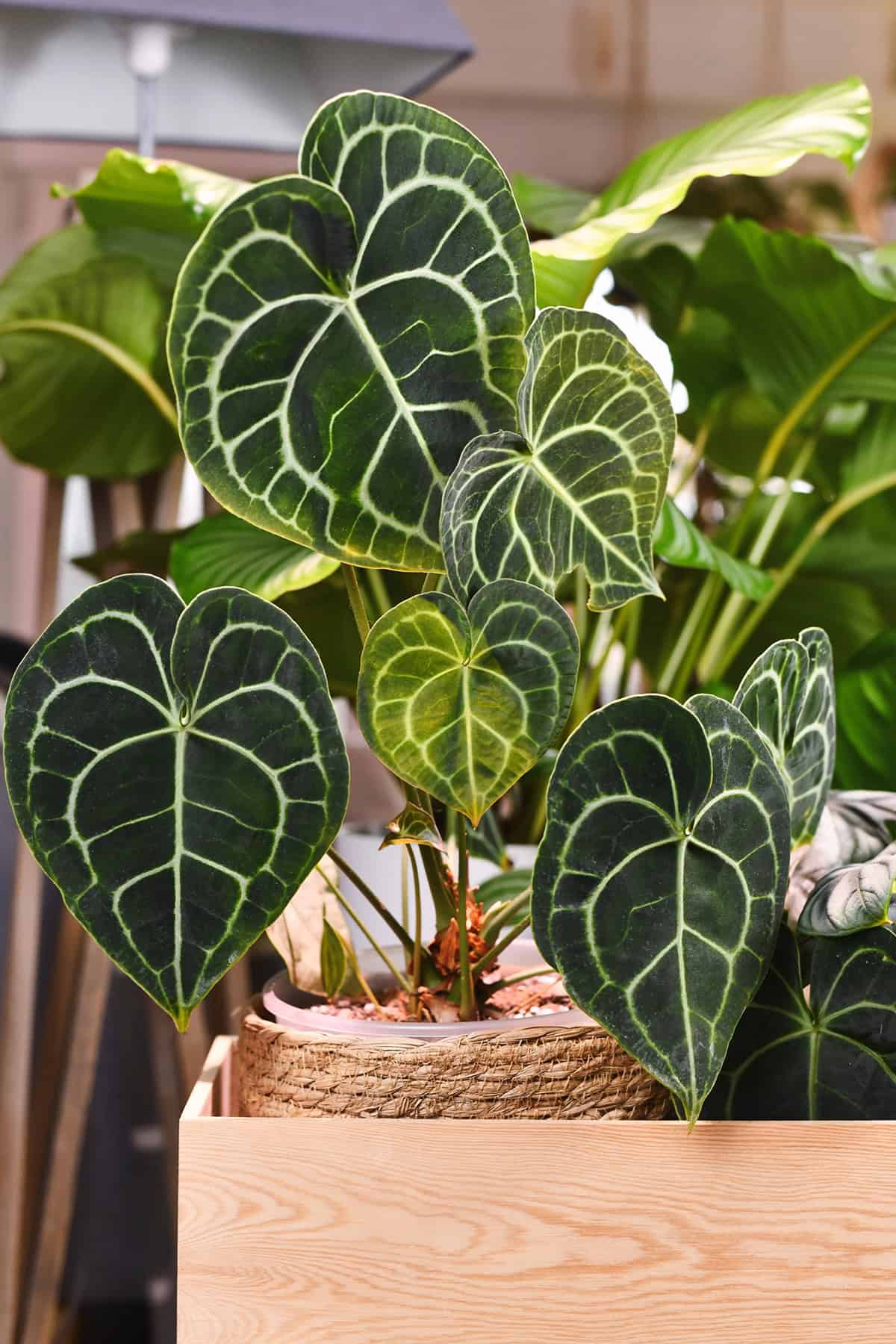 Anthurium Clarinervium Quick Care Summary