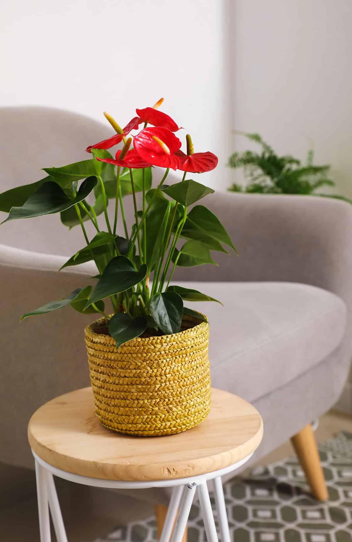Anthurium (Flamingo Flower)