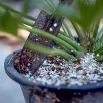 Are eggshells good for houseplants_