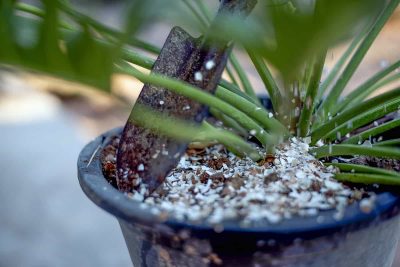 Are eggshells good for houseplants_