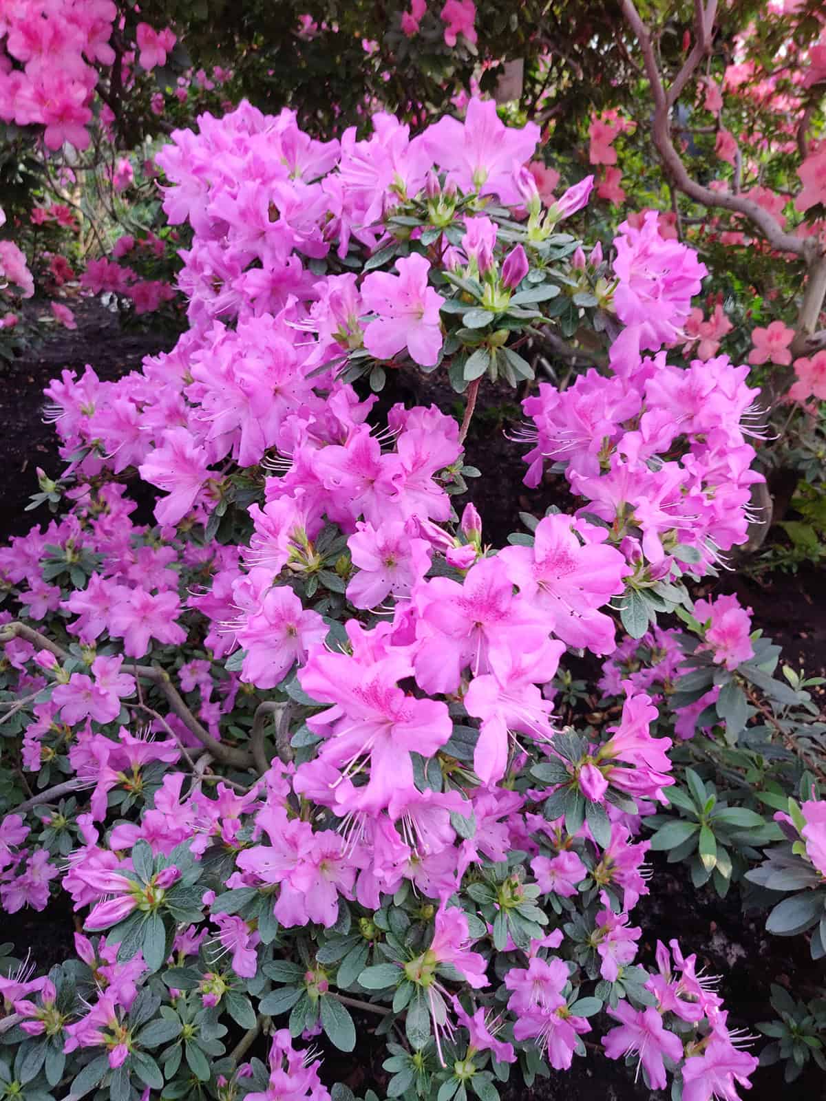 Azalea