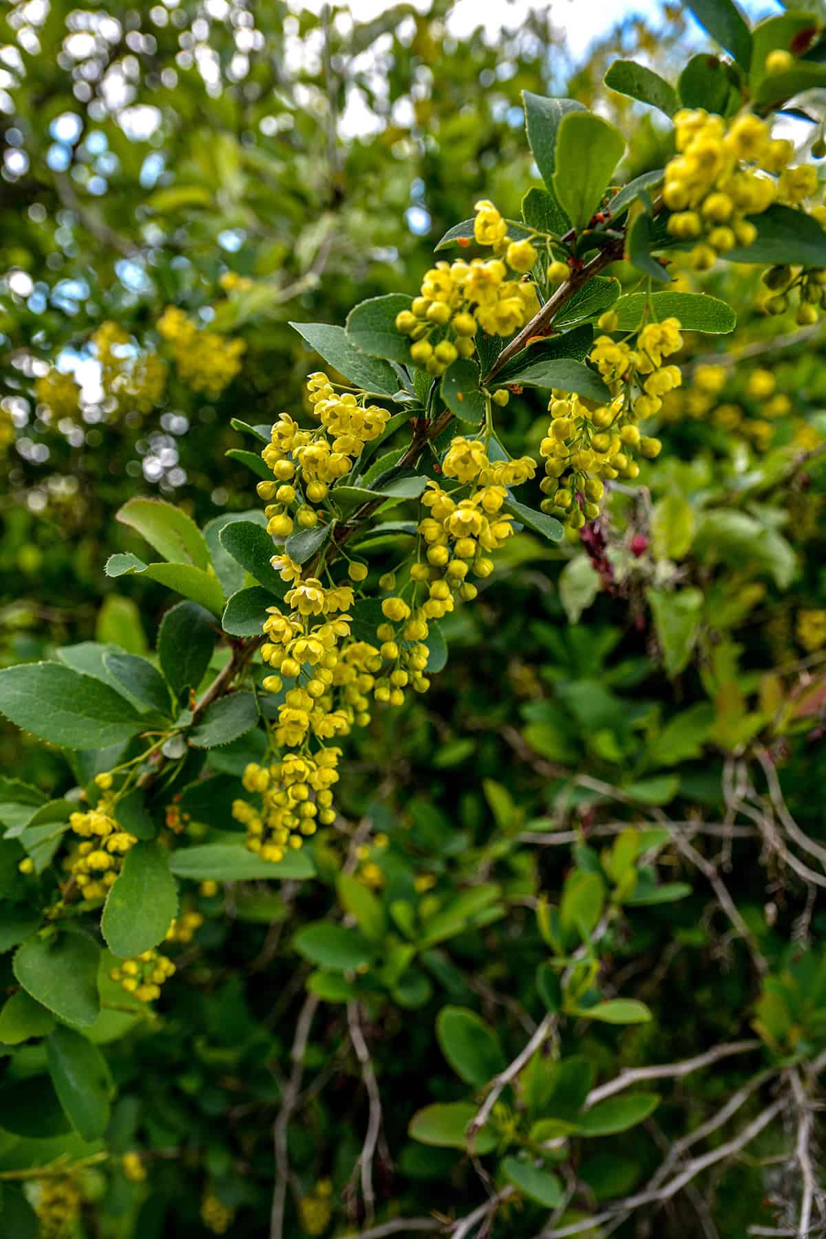 Barberry
