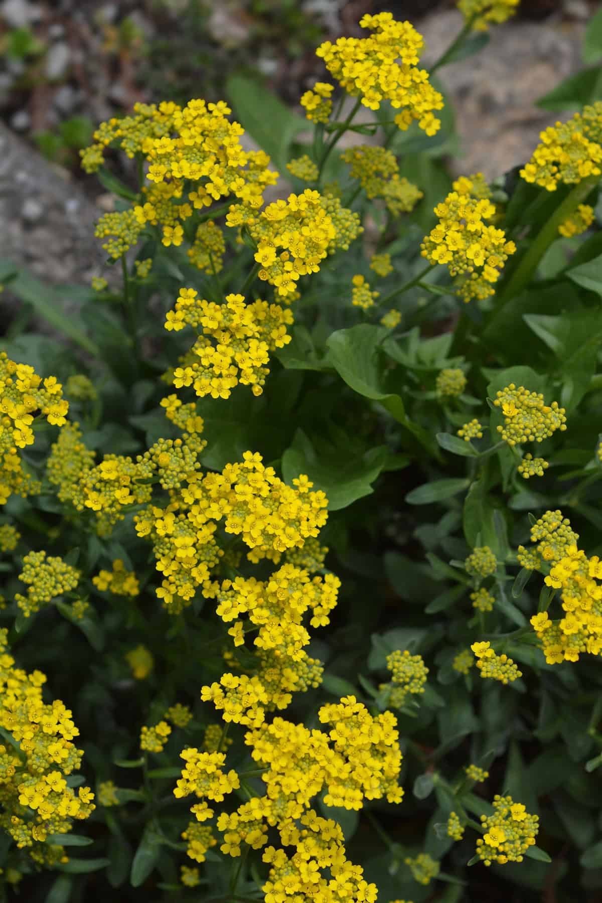 Basket Of Gold (Aurinia saxatilis)