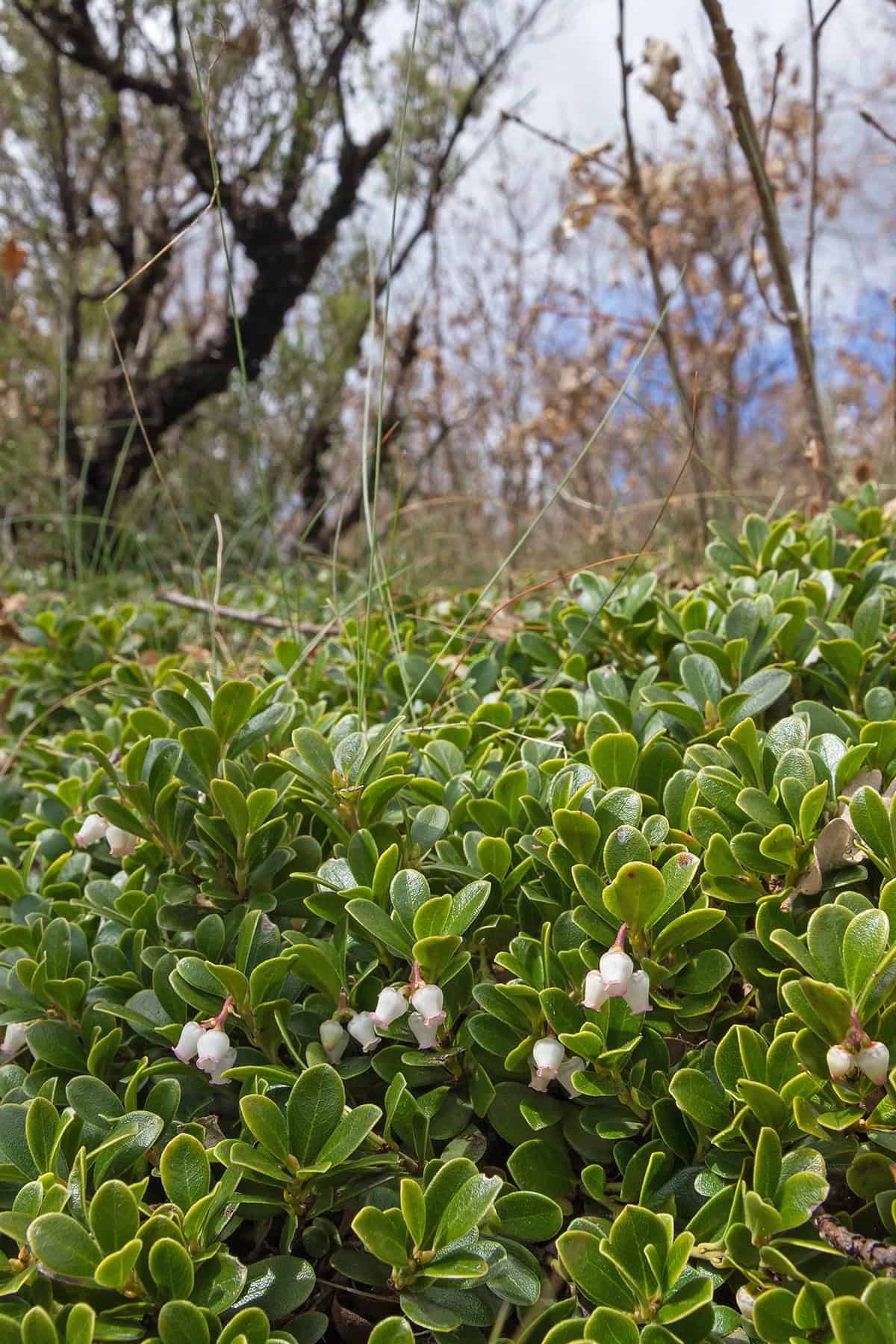 Bearberry (Arctostaphylos uva ursi)