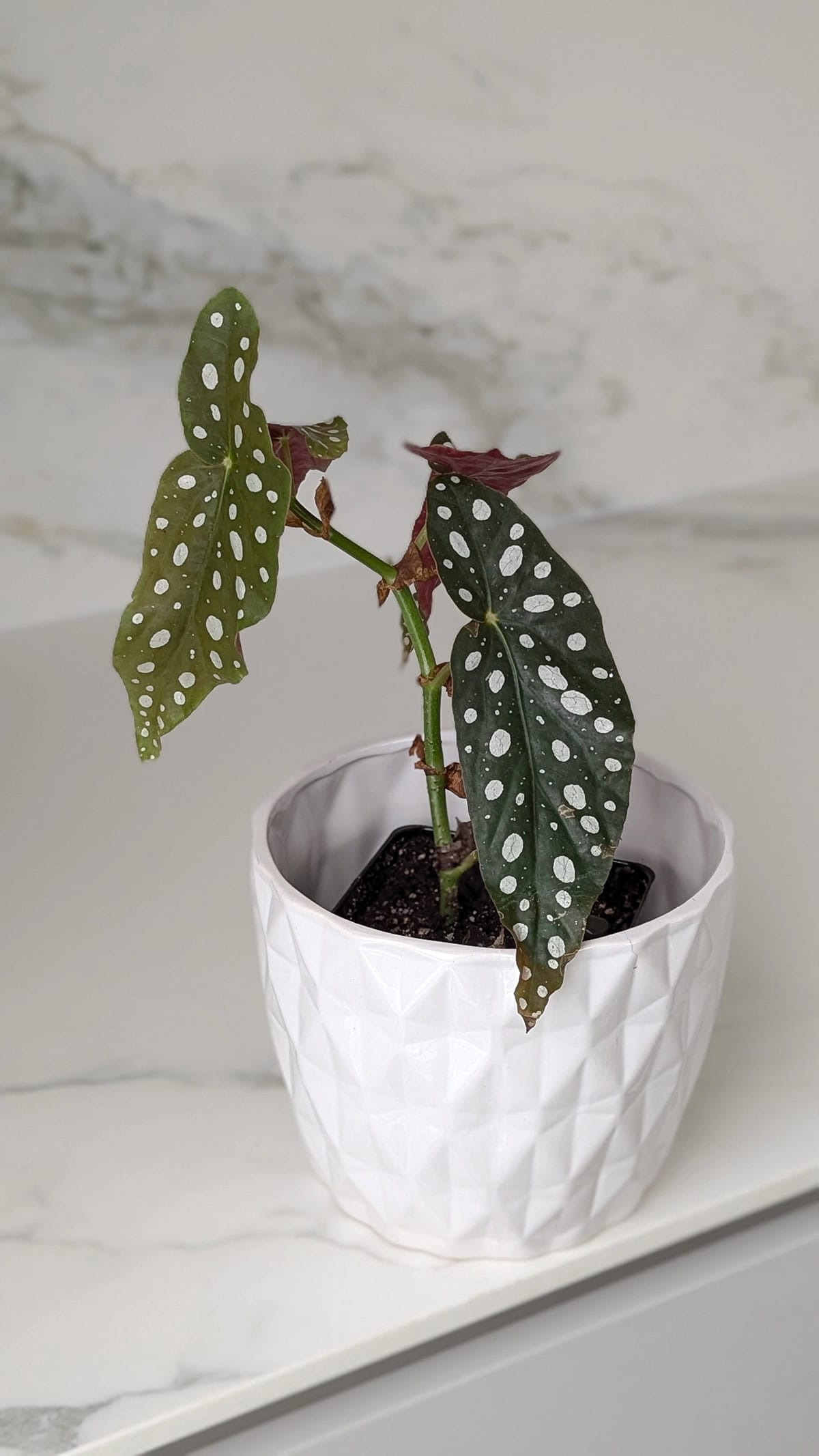 Begonia (Cane or Rex Types)