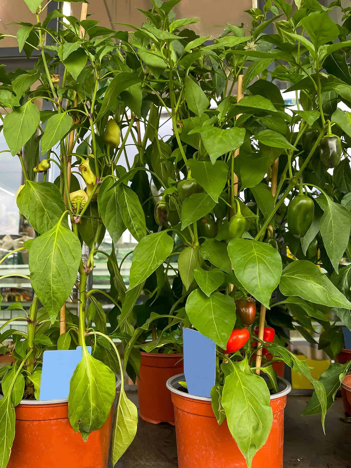 Bell Peppers