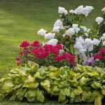 Best Companion Plants to Pair with Hydrangeas