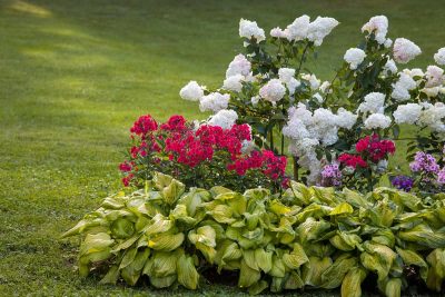 Best Companion Plants to Pair with Hydrangeas
