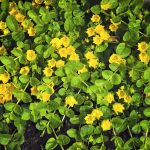 Best No Mow Ground Covers