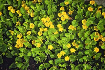 Best No Mow Ground Covers