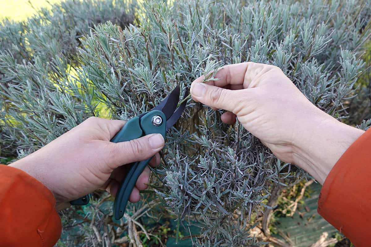 Best Time To Take Cuttings