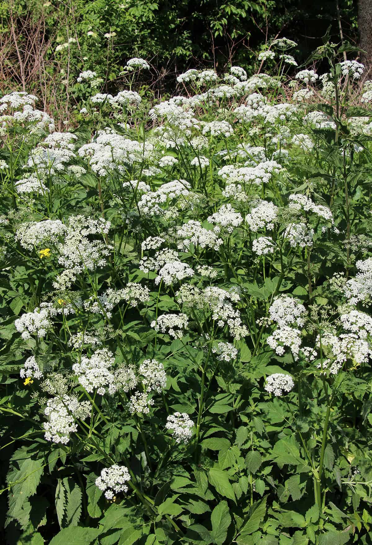 Bishop’s Weed (Aegopodium podagraria)