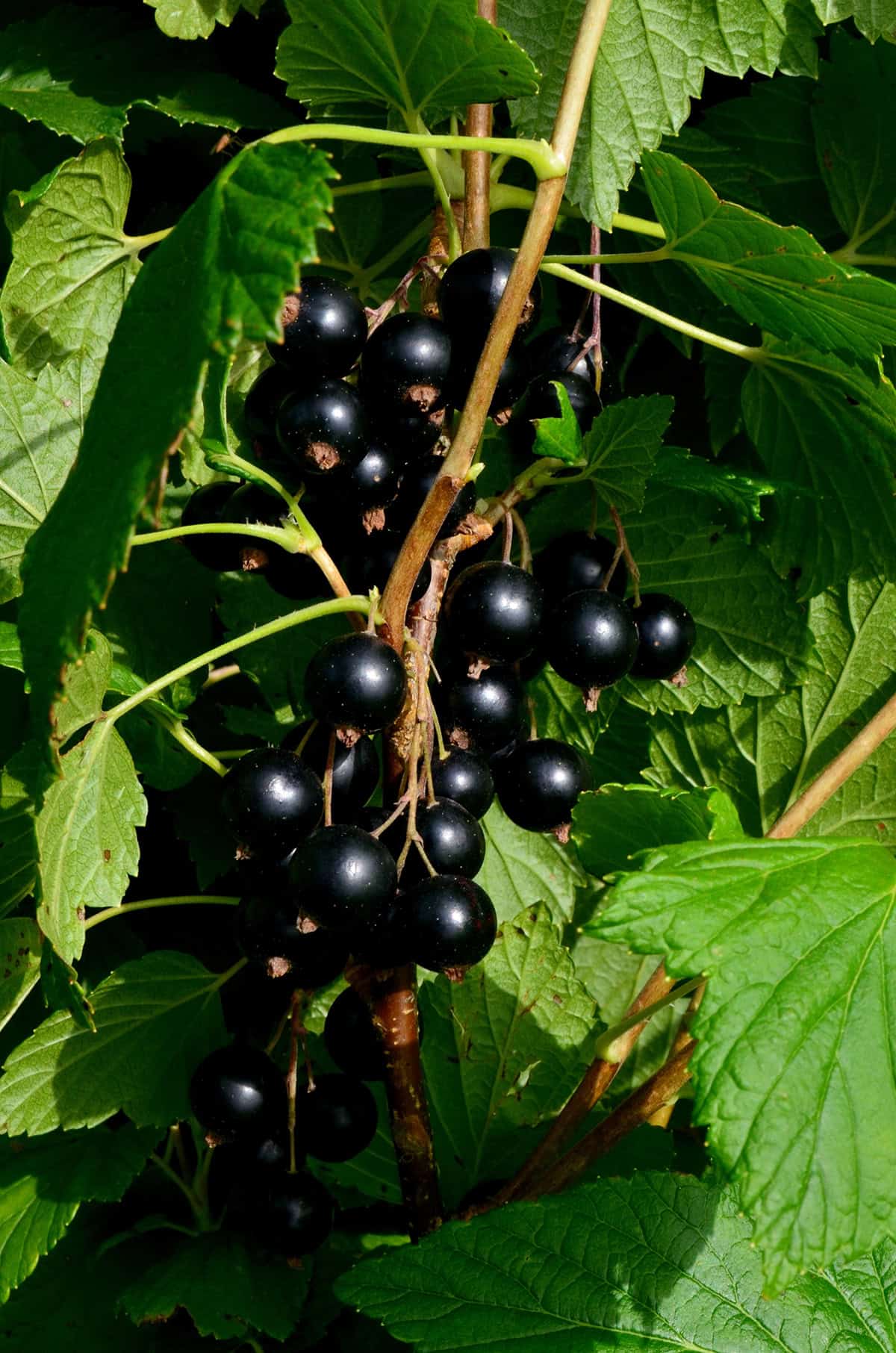 Black Currants (Ribes nigrum)