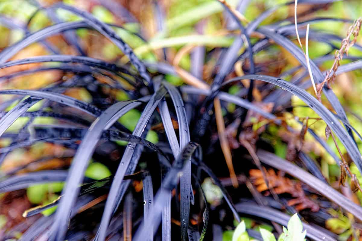 Black Mondo Grass