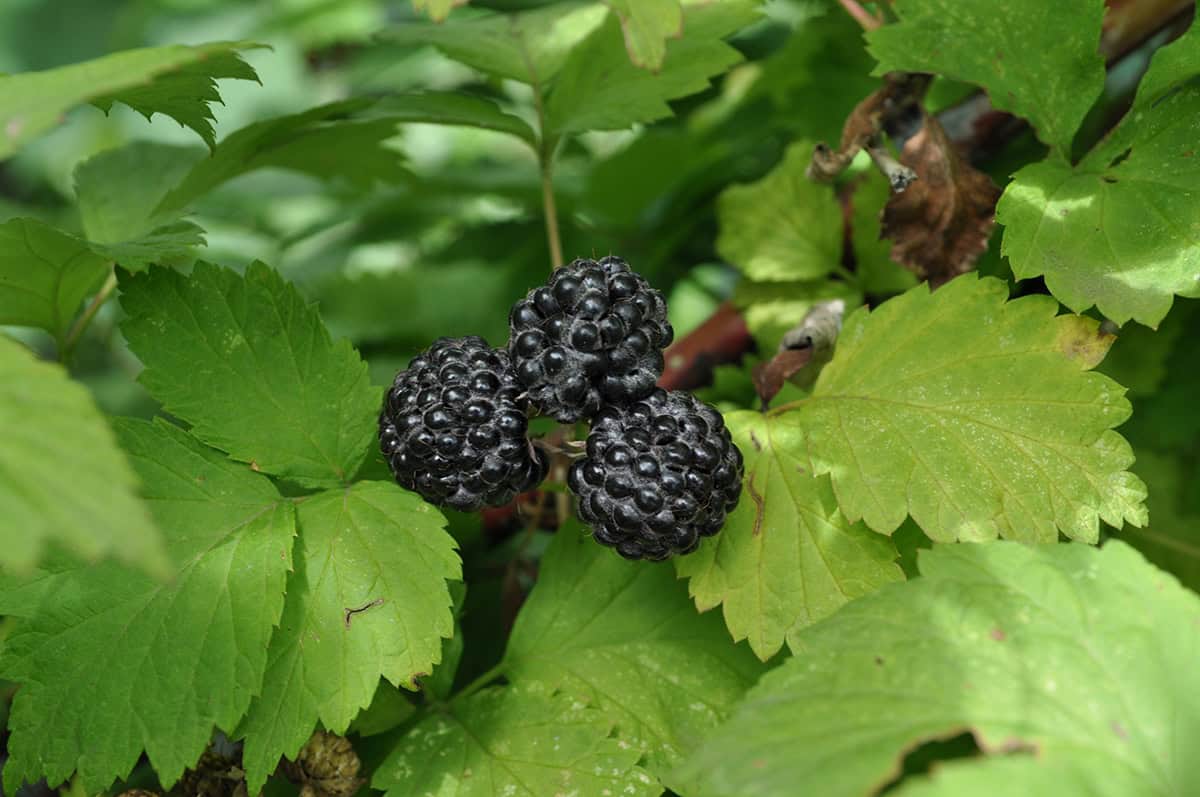 Black Raspberries (Rubus occidentalis)