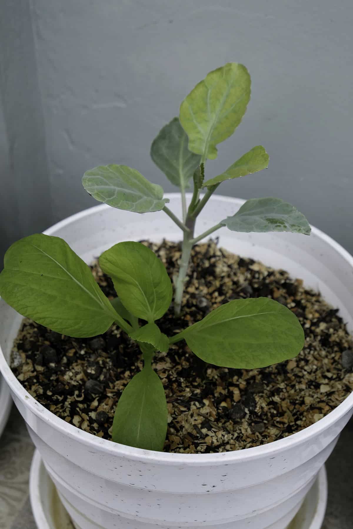 Bok Choy _ Pak Choi