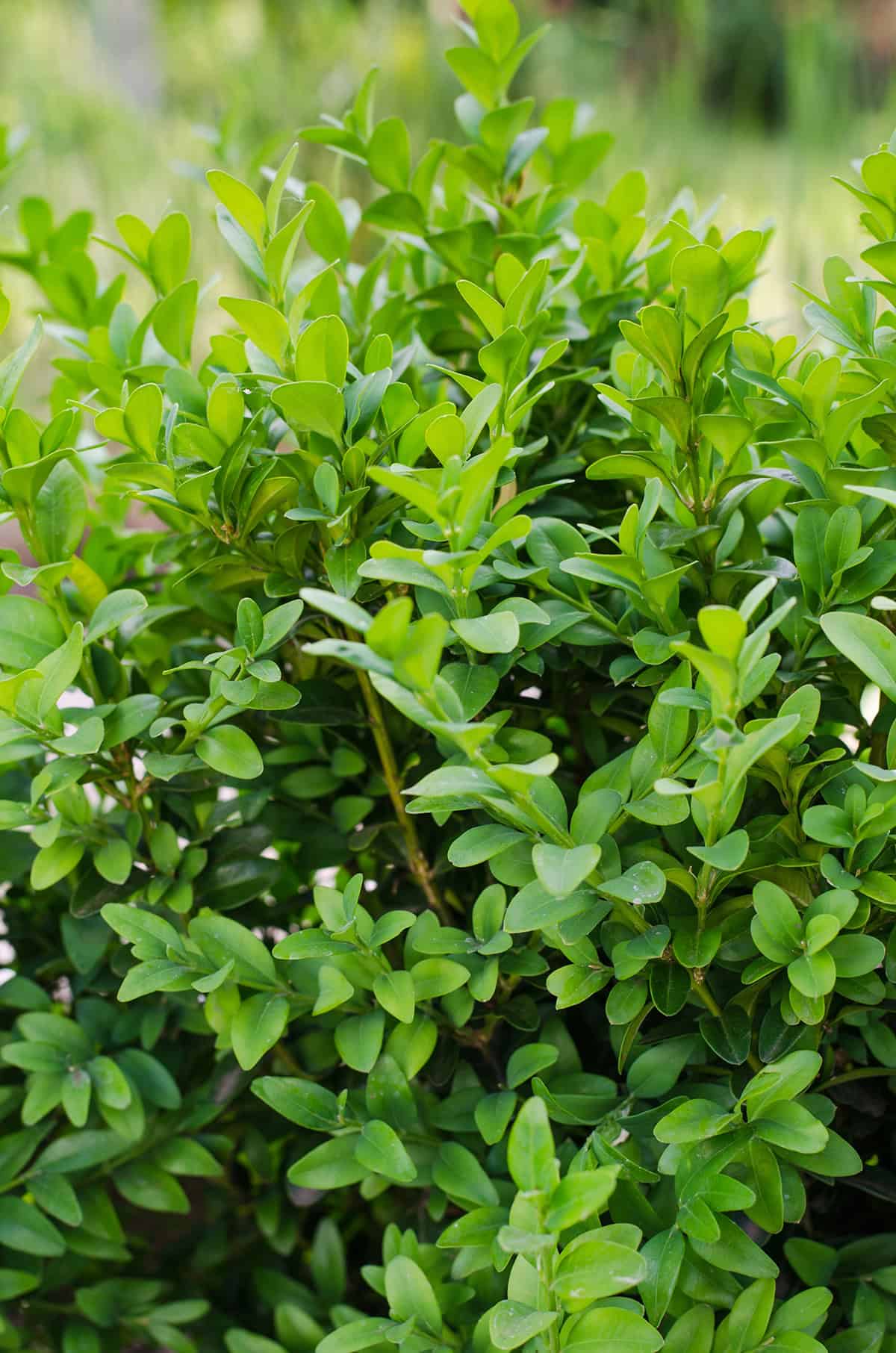 Boxwood