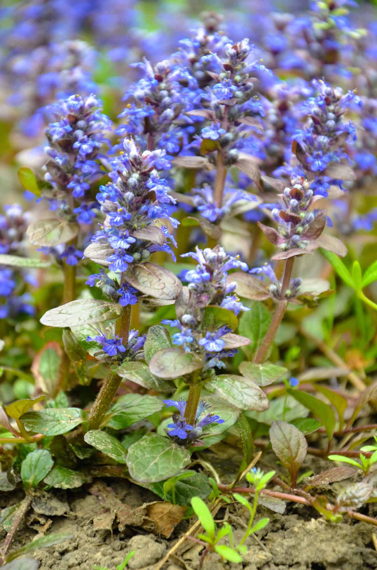 Bugleweed (Ajuga)