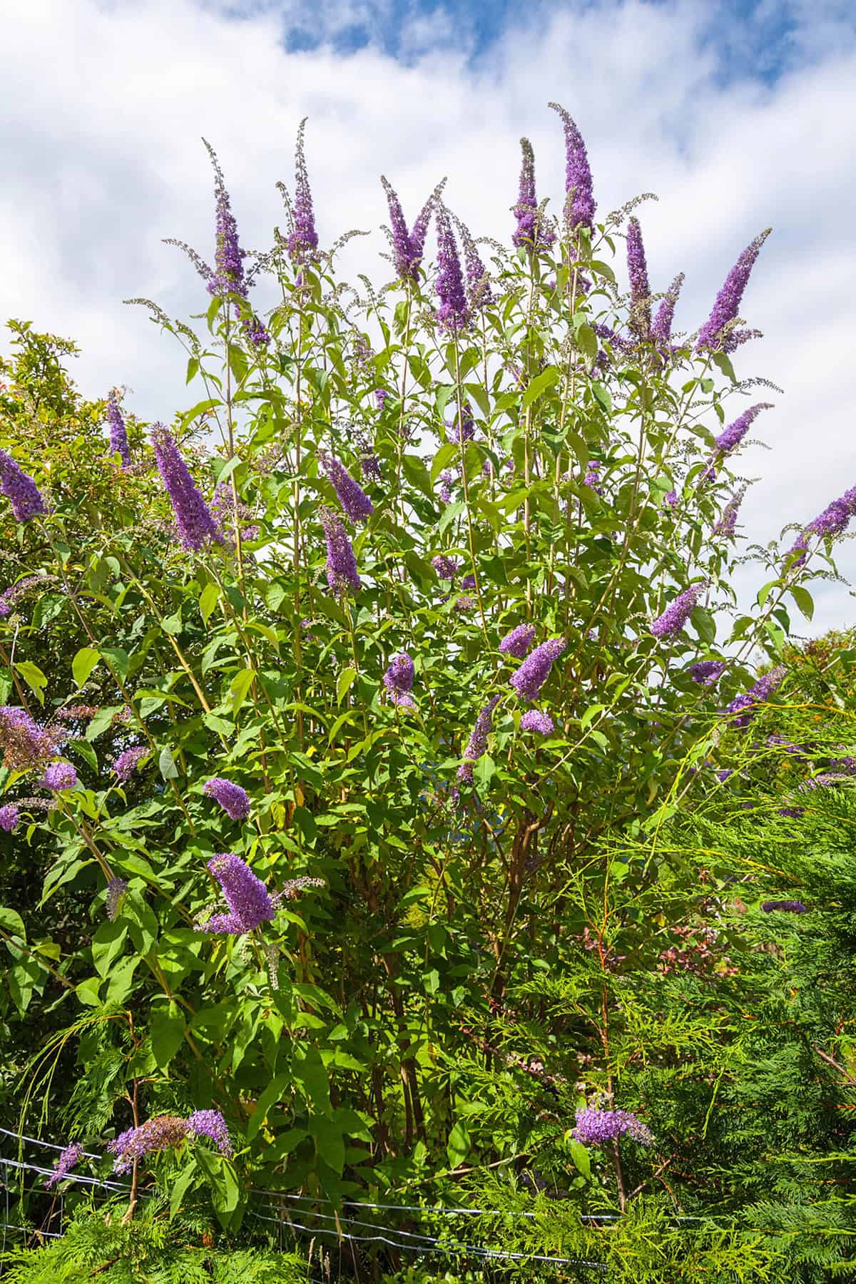 Butterfly Bush (Buddleia)