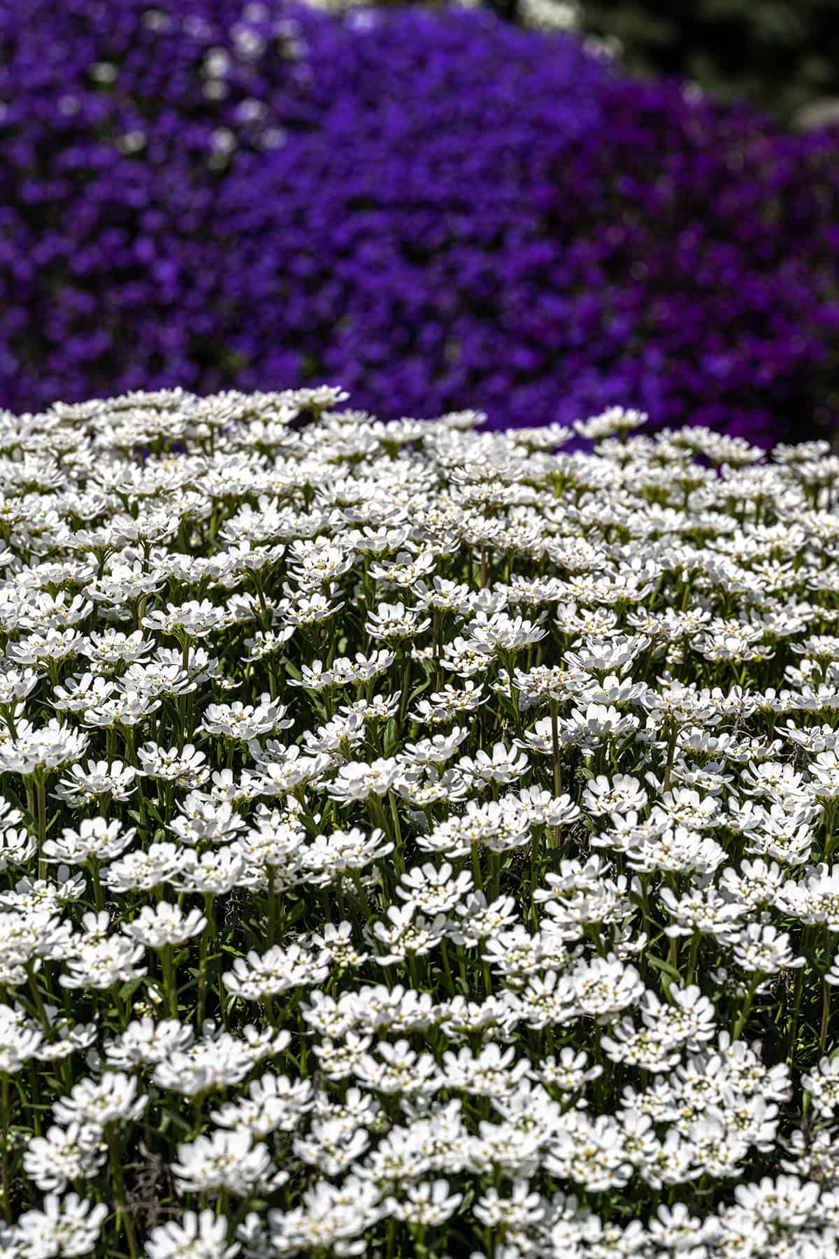 Candytuft (Iberis sempervirens)
