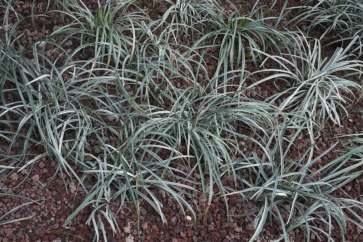 Carex (Shade Sedges)