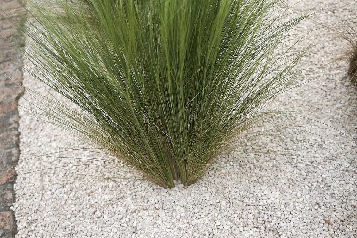 Carex albicans