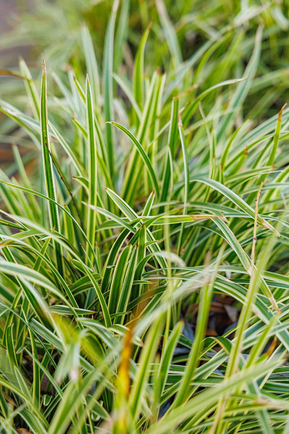 Carex morrowii ‘Ice Dance’