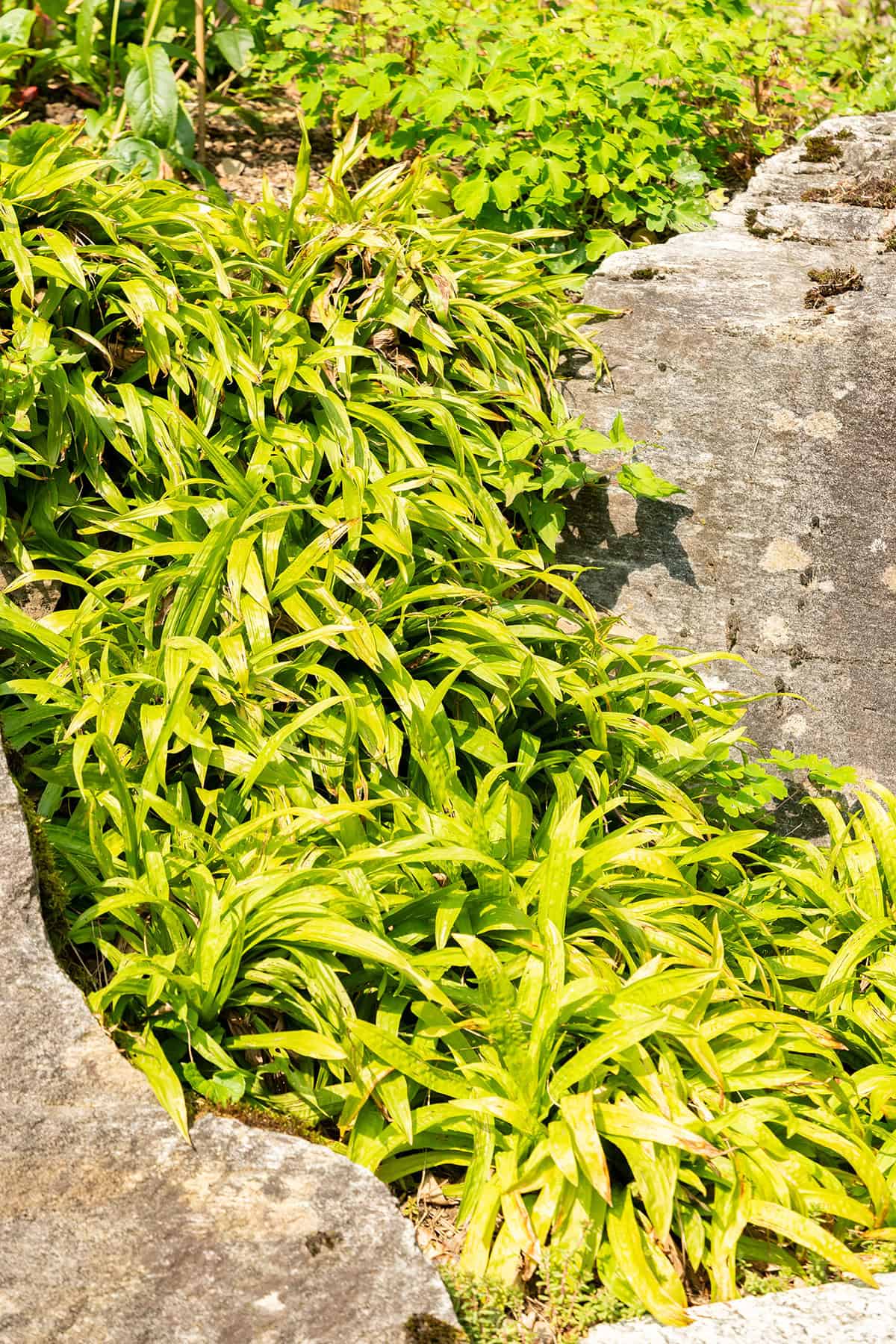Carex plantaginea (Seersucker sedge)