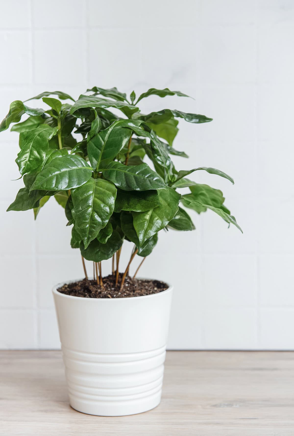 Caring For Coffee Plants