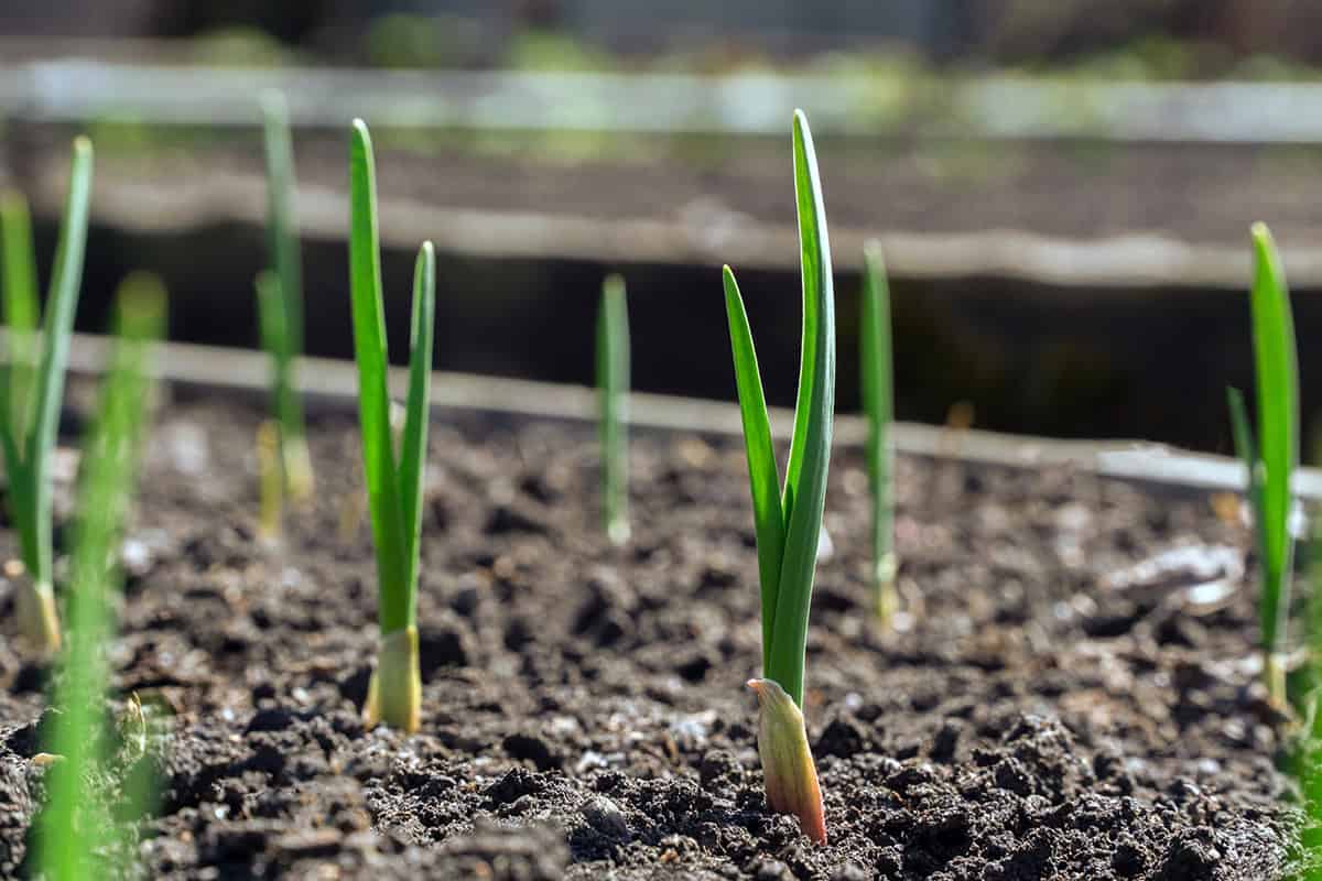 Caring for Garlic