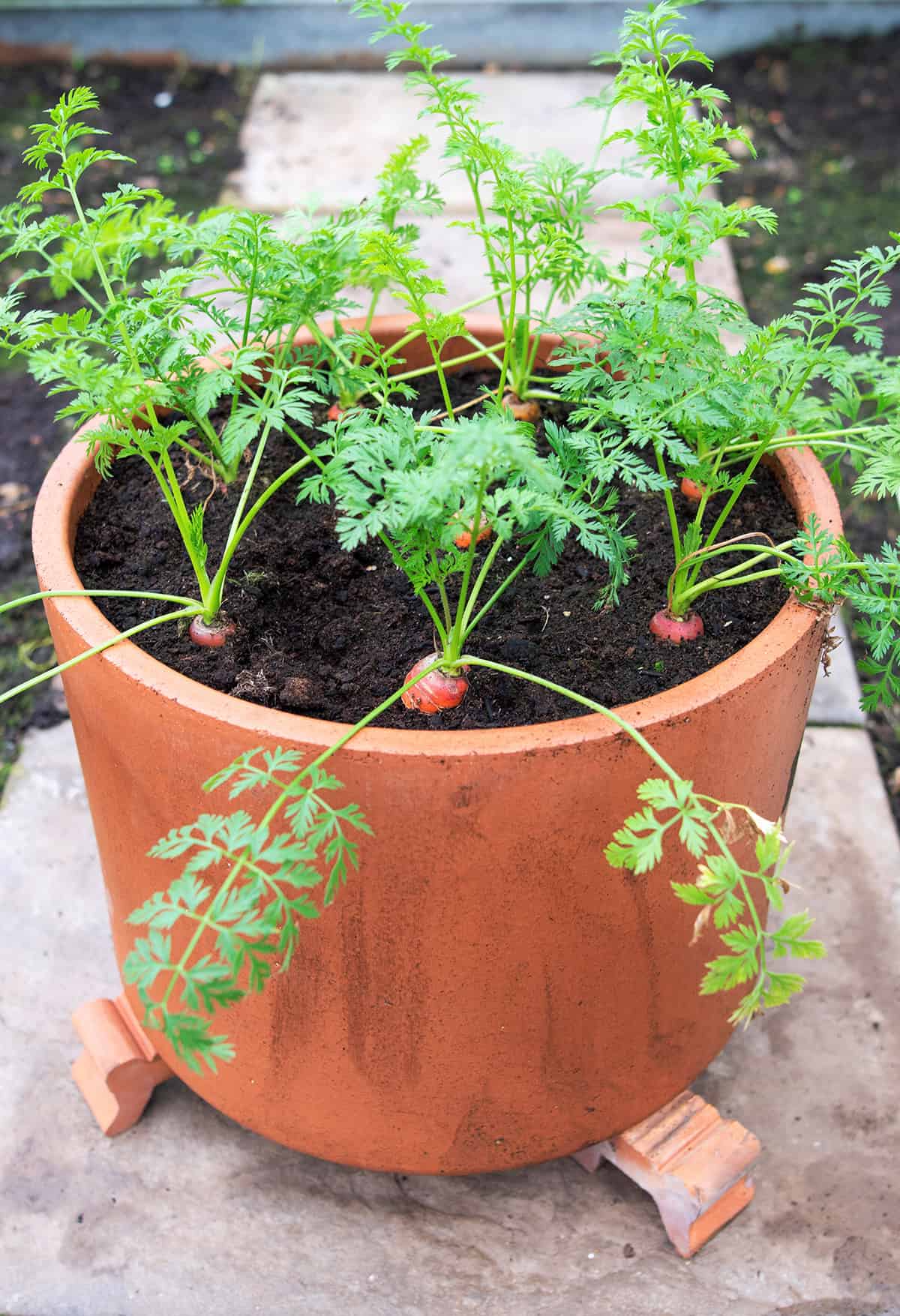 Carrots (Short or Nantes Varieties)