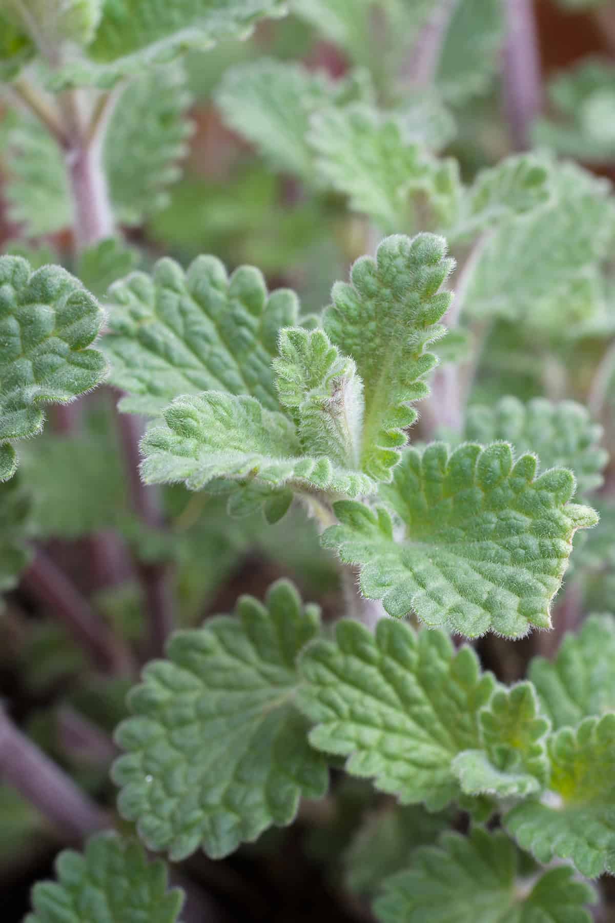 Catmint (Nepeta)