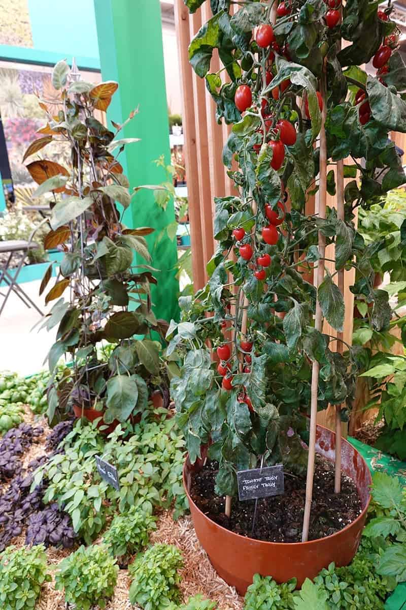 Cherry Tomatoes