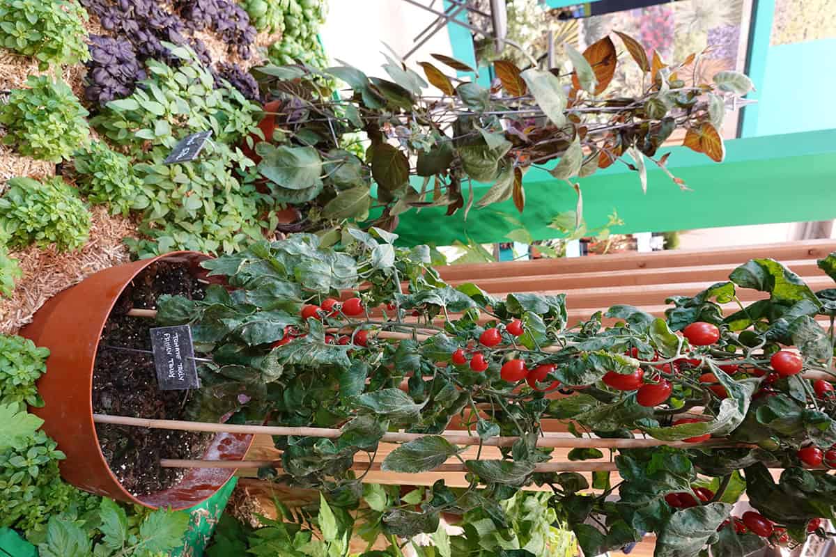 Cherry Tomatoes