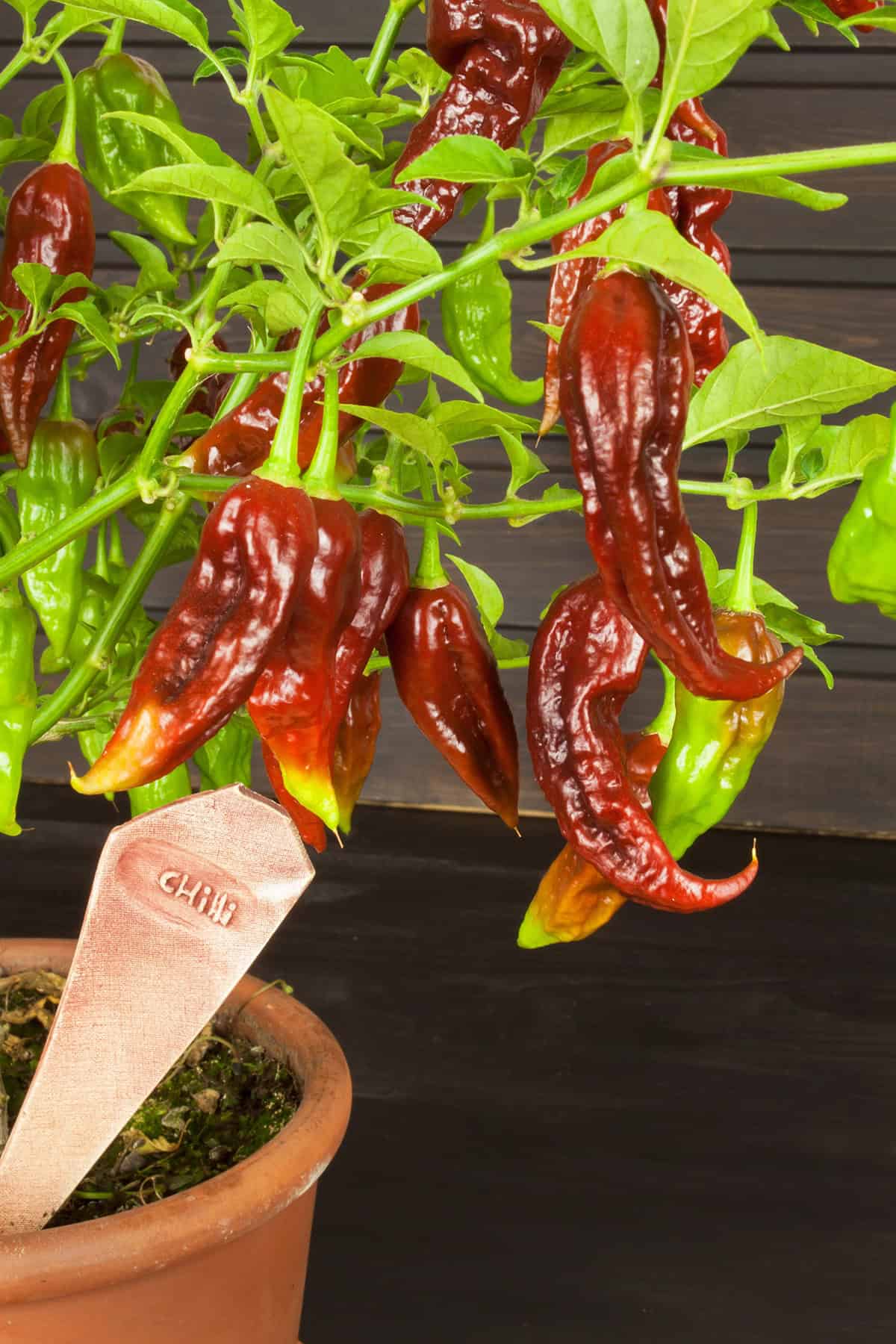 Chili Peppers