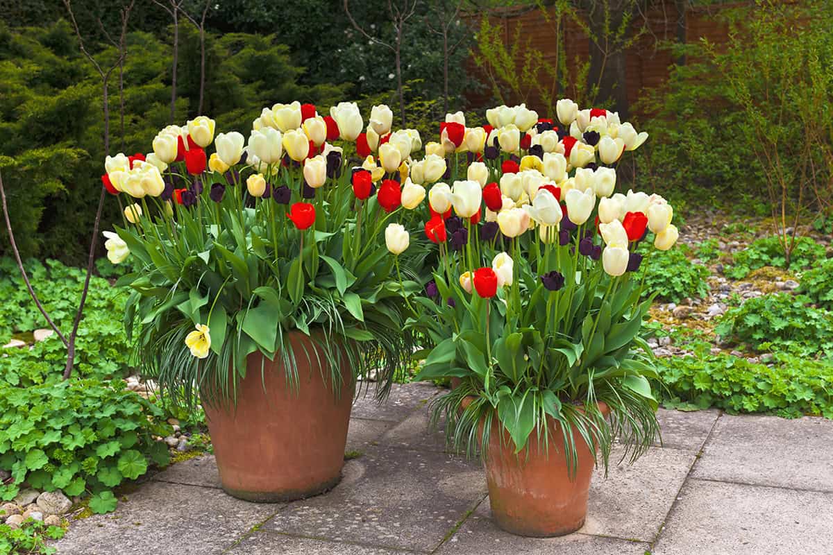 Choose The Right Pot Size And Depth