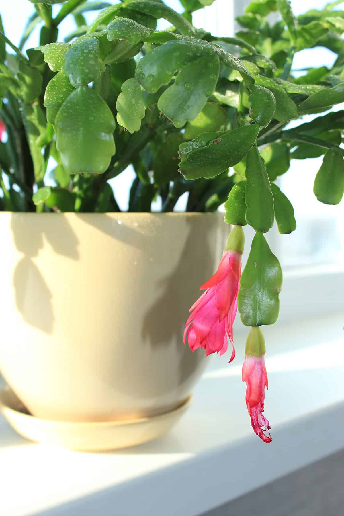 Christmas Cactus (Schlumbergera)