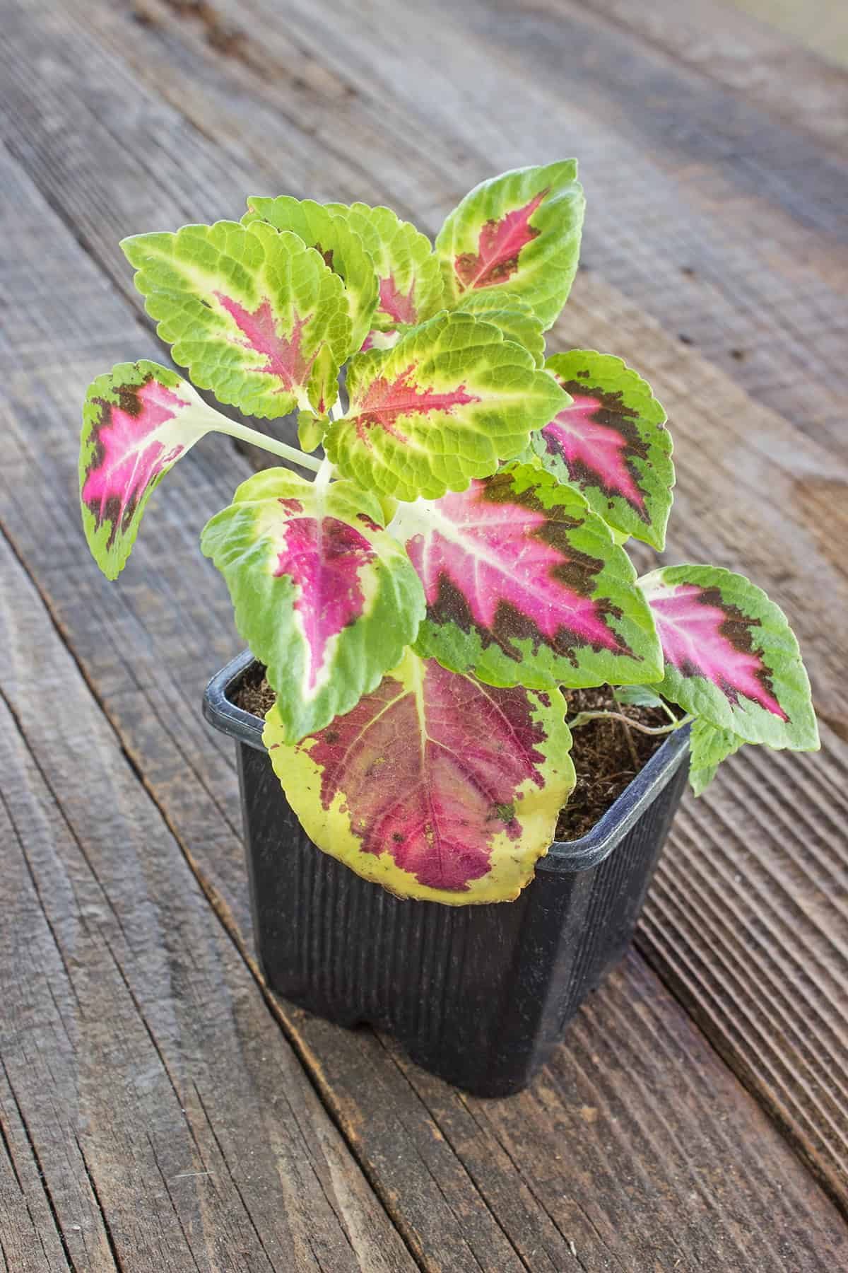 Coleus