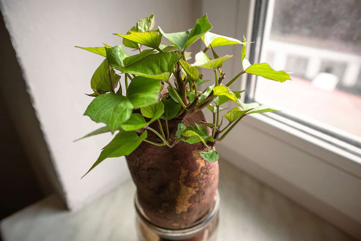 Container Sweet Potato Care and Maintenance