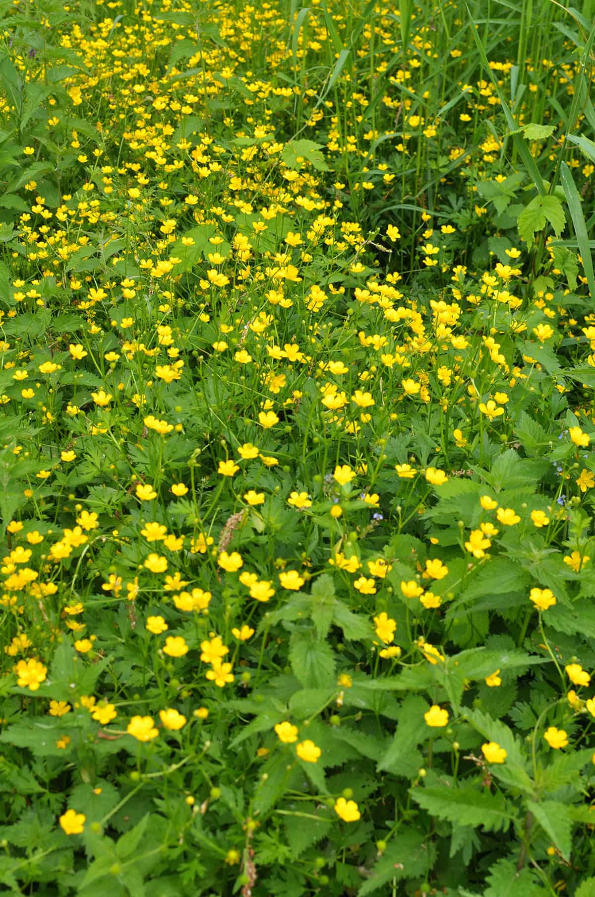 Creeping Buttercup (Ranunculus repens)