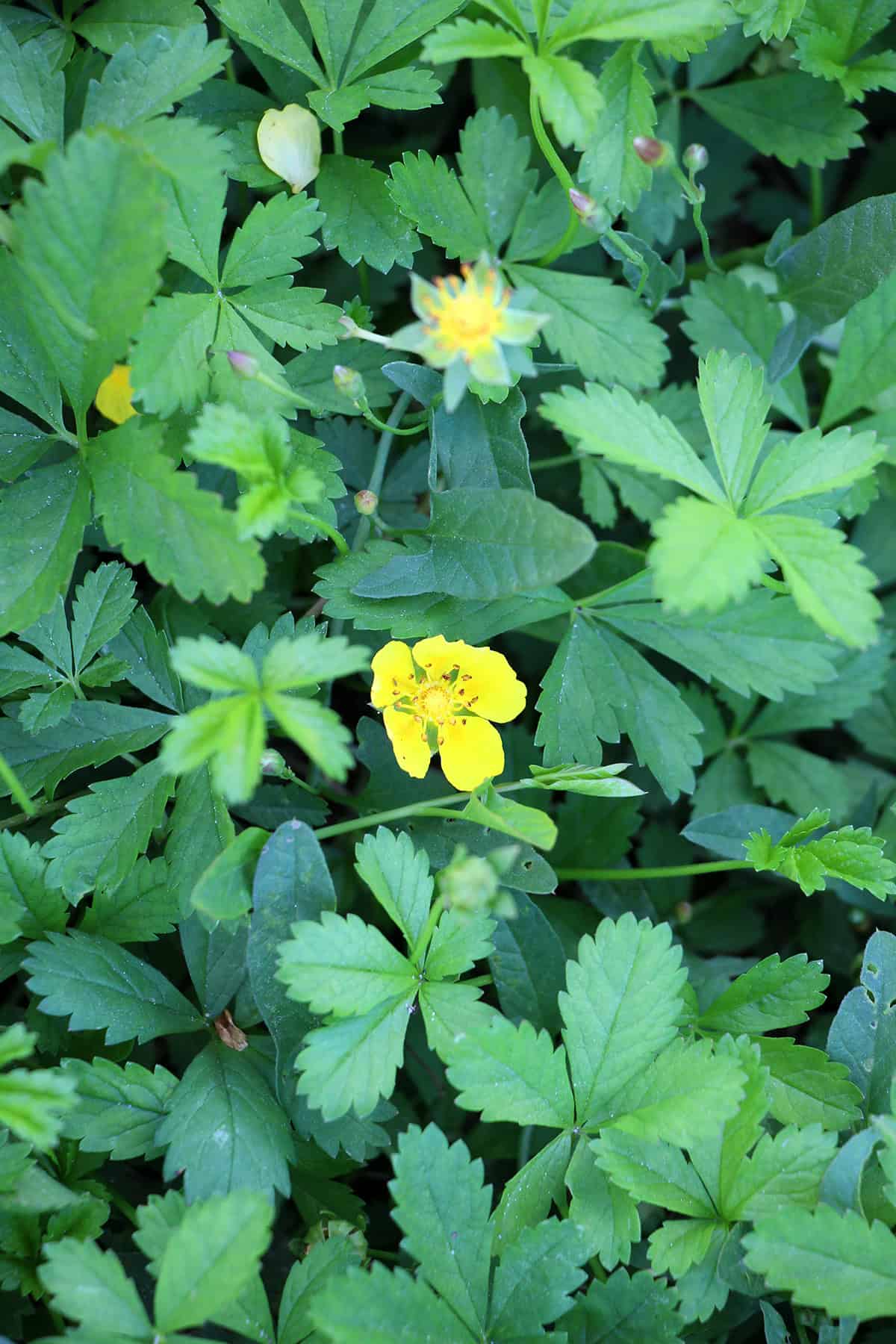 Creeping Cinquefoil (Potentilla reptans)