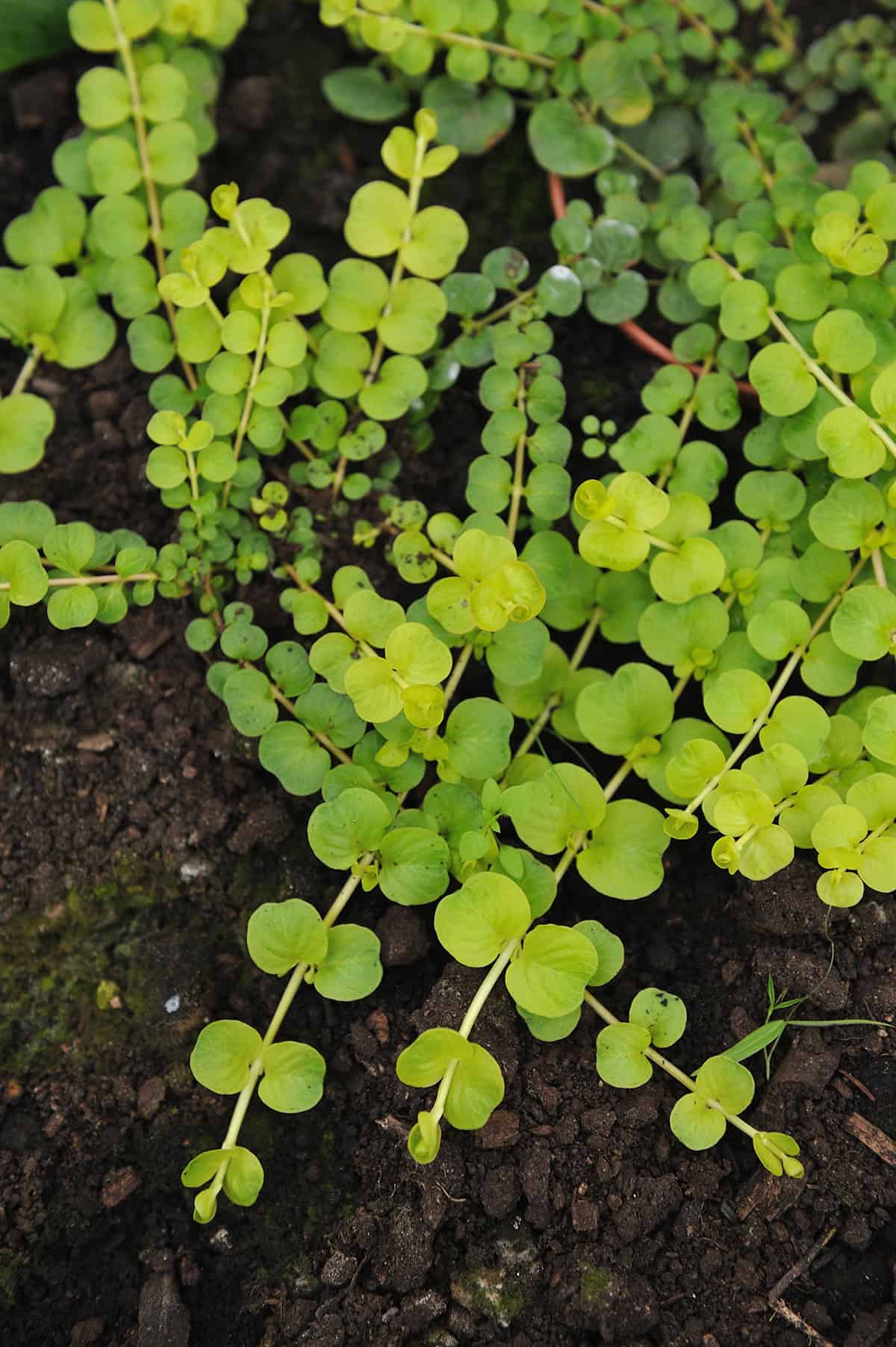 Creeping Jenny (Lysimachia nummularia)