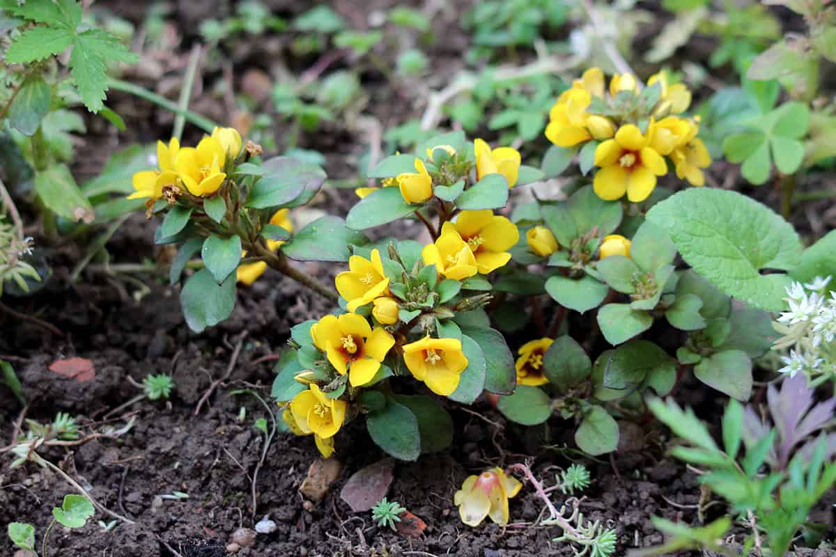 Creeping Jenny (Lysimachia nummularia)